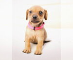 Small #1 Chiweenie