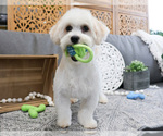 Small Photo #6 Havanese Puppy For Sale in SYRACUSE, IN, USA
