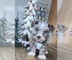 Small Photo #3 Schnauzer (Miniature) Puppy For Sale in FLORENCE, SD, USA
