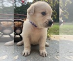 Small #1 Golden Retriever