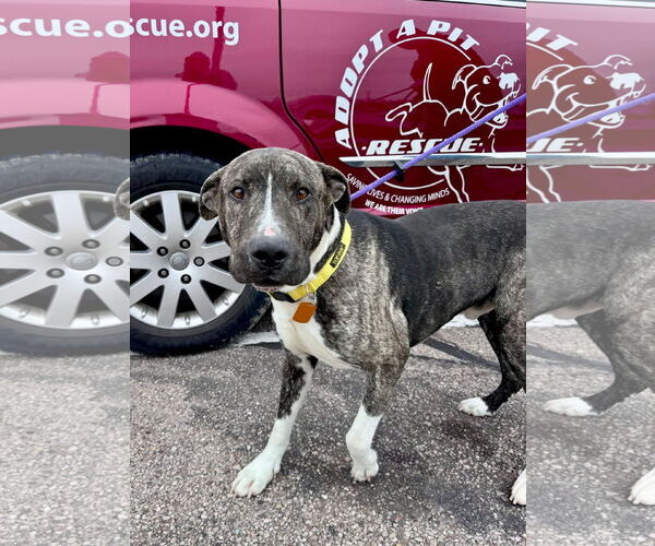 Medium Photo #1 American Pit Bull Terrier-Unknown Mix Puppy For Sale in Germantown, OH, USA