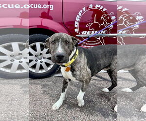 American Pit Bull Terrier-Unknown Mix Dogs for adoption in Germantown, OH, USA