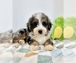 Small #3 Miniature Bernedoodle