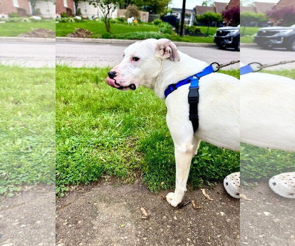 Medium Photo #10 Mutt Puppy For Sale in Germantown, OH, USA