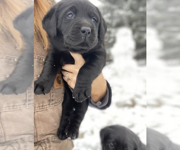 Medium Photo #3 Labrador Retriever Puppy For Sale in MERRILL, MI, USA