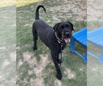 Small #3 Labrador Retriever