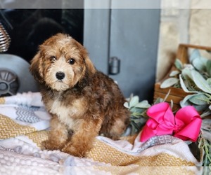 Schnoodle (Miniature) Puppy for sale in NEOSHO, MO, USA