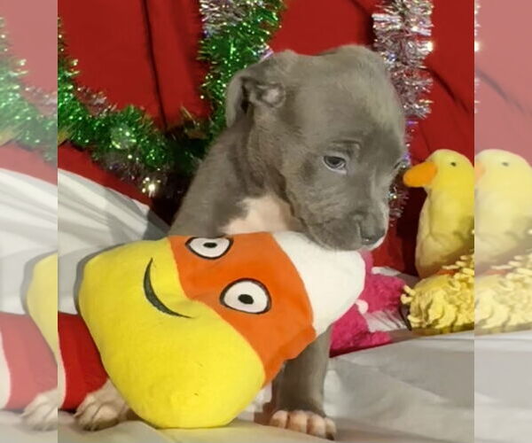 Medium Photo #5 American Bulldog-Labrador Retriever Mix Puppy For Sale in Tarrytown, GA, USA