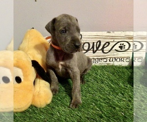 Great Dane Puppy for sale in BANGOR, WI, USA