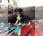 Small #2 Border Collie Mix