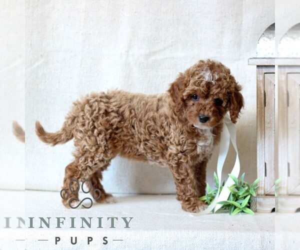 Medium Photo #4 Cavapoo Puppy For Sale in NEWMANSTOWN, PA, USA