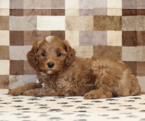 Medium Photo #2 Cavapoo (Miniature) Puppy For Sale in DENVER, PA, USA