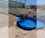 Small #6 Labrador Retriever Mix