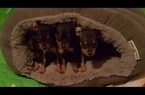 Small Photo #16 Miniature Pinscher Puppy For Sale in BULGER, PA, USA