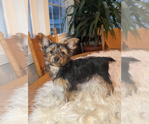 Medium Photo #8 Yorkshire Terrier Puppy For Sale in ELKTON, KY, USA