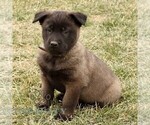 Small Belgian Malinois