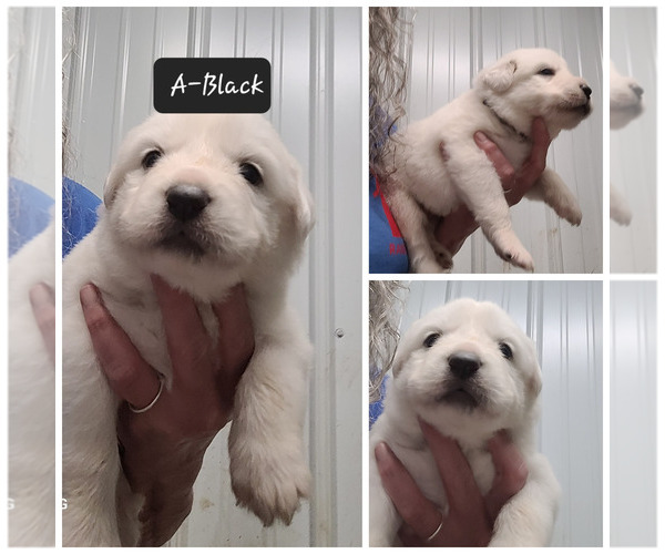 Medium Photo #11 Great Pyrenees Puppy For Sale in SCOTTSVILLE, KY, USA