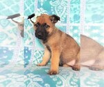 Small Photo #3 Malinois Puppy For Sale in LANCASTER, PA, USA