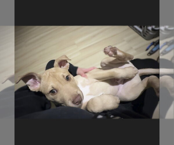 Medium Photo #3 Siberian Husky-Unknown Mix Puppy For Sale in Fargo, ND, USA