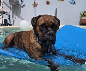 Mother of the Boxer puppies born on 04/29/2025