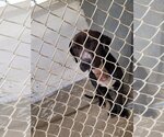 Small #4 American Pit Bull Terrier-Labrador Retriever Mix