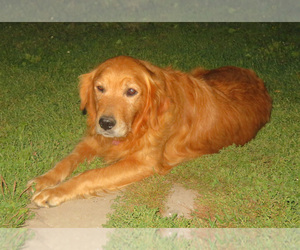Mother of the Golden Retriever puppies born on 08/31/2020