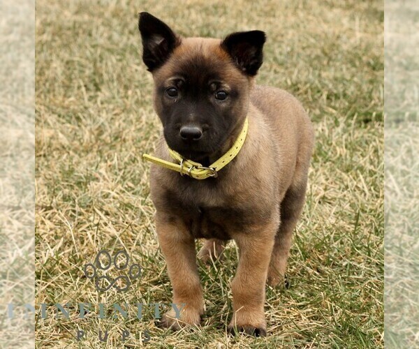 Medium Photo #3 Belgian Malinois Puppy For Sale in STRASBURG, PA, USA
