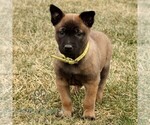 Small #2 Belgian Malinois