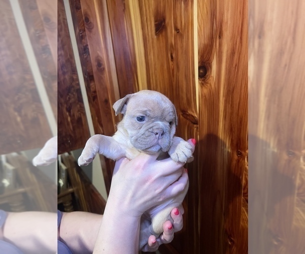 Medium Photo #14 Bulldog Puppy For Sale in GREERS FERRY, AR, USA