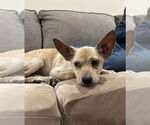 Small #14 Chihuahua-Labrador Retriever Mix