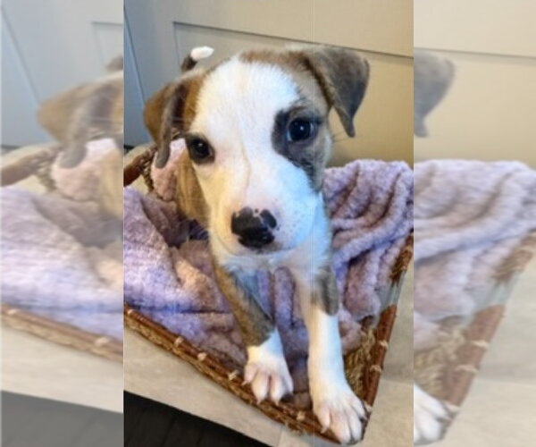 Medium Photo #2 Mutt Puppy For Sale in Lakewood, CO, USA
