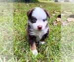 Small #1 Miniature Australian Shepherd