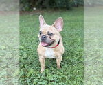 Small French Bulldog