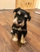 Small Photo #1 Schnauzer (Miniature) Puppy For Sale in CAMDEN WYOMING, DE, USA