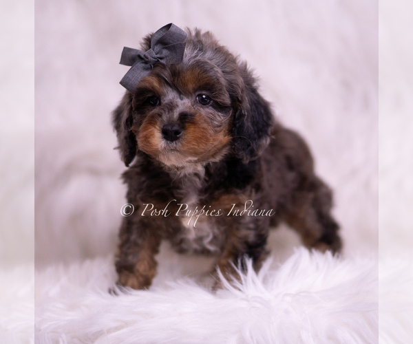 Medium Photo #2 Poodle (Toy) Puppy For Sale in WARSAW, IN, USA