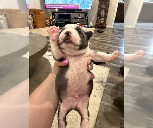 Medium Photo #2 Boston Terrier Puppy For Sale in FREDONIA, KS, USA