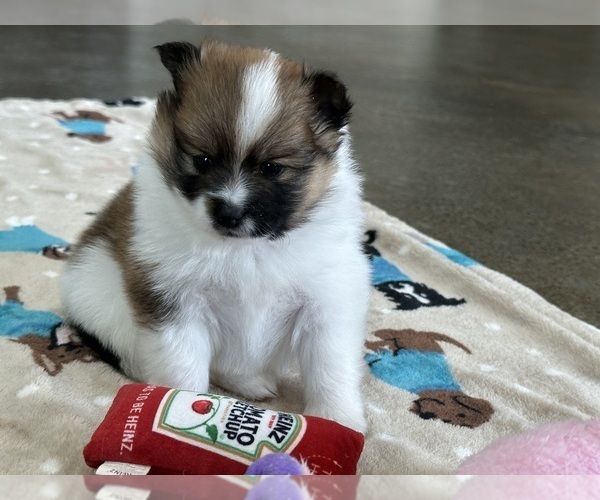 Medium Photo #1 Pomsky Puppy For Sale in STRINGER, MS, USA