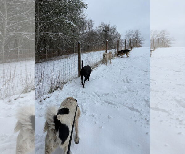 Medium Photo #4 Border Collie-Unknown Mix Puppy For Sale in Hinton, WV, USA