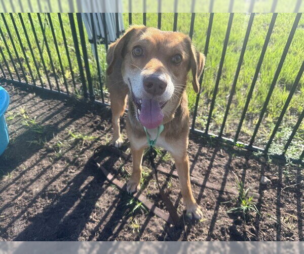 Medium Photo #2 Beagle-Unknown Mix Puppy For Sale in Ocala, FL, USA