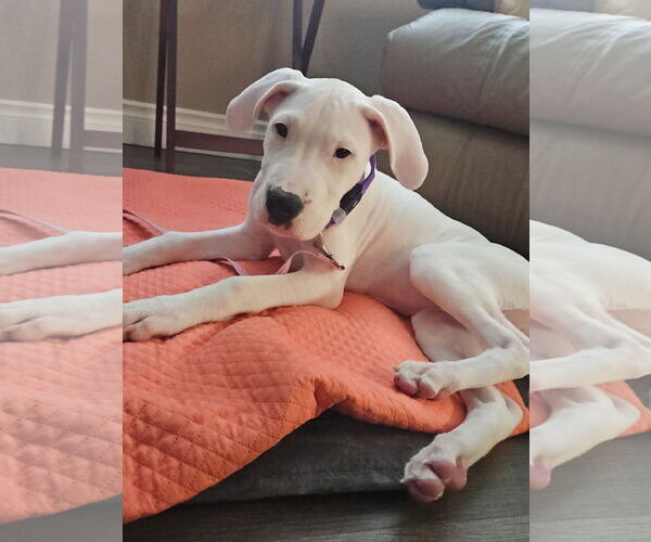 Medium Photo #3 Boxer Puppy For Sale in Stanwood, WA, USA