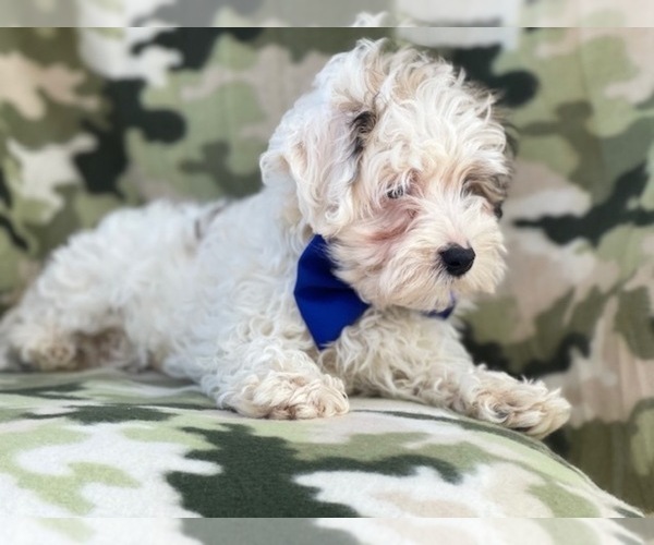 Medium Photo #9 Maltipoo Puppy For Sale in LAKELAND, FL, USA