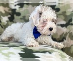 Small Photo #9 Maltipoo Puppy For Sale in LAKELAND, FL, USA