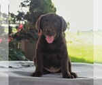 Small Photo #4 Labrador Retriever Puppy For Sale in LEBANON, PA, USA