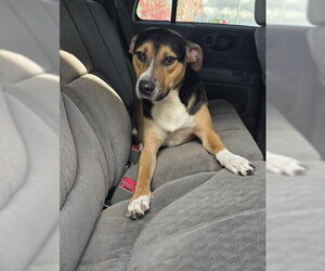 American Staffordshire Terrier Dogs for adoption in San Antonio, TX, USA