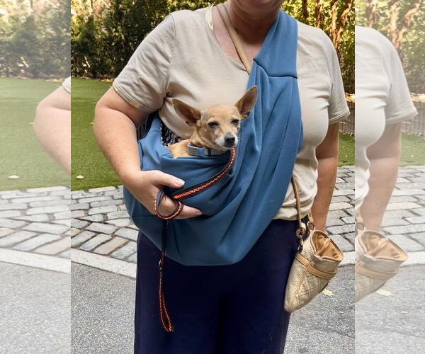 Medium Photo #8 Chihuahua Puppy For Sale in Oakhurst, NJ, USA