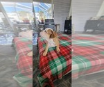 Small Photo #3 English Bulldog Puppy For Sale in CAPE CORAL, FL, USA