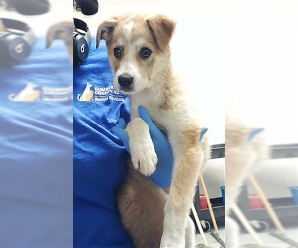 Medium Photo #1 Siberian Husky-Unknown Mix Puppy For Sale in Fayetteville, NC, USA