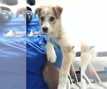 Small Siberian Husky Mix