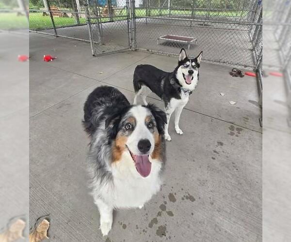 Medium Photo #4 Siberian Husky-Unknown Mix Puppy For Sale in Plover, WI, USA