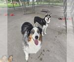 Small #3 Siberian Husky Mix